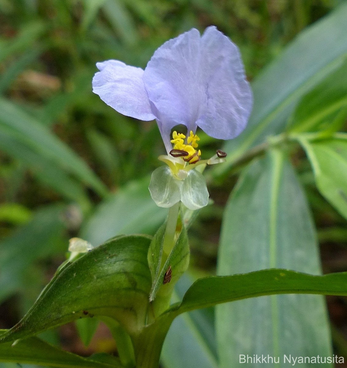 Commelina undulata R.Br.